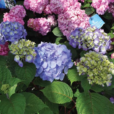 Endless Summer Hydrangea for Sale at The Grass Pad