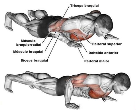 Quais Musculos A Flexão Trabalha