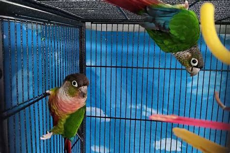 Green Cheek Conure Proven Pair SOLD