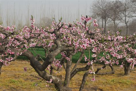 Peach Blossoms Free Stock Photo - Public Domain Pictures