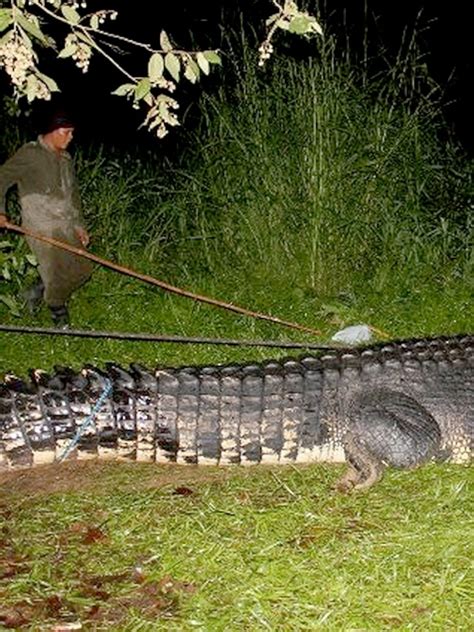 Largest Crocodile Ever Recorded