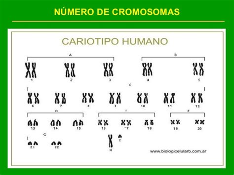 Nucleo Y Cromosomas