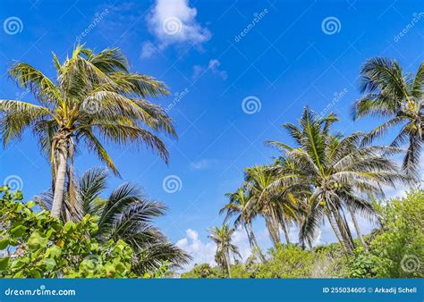 Tropical Palm Trees Coconuts Blue Sky In Tulum Mexico Stock Image