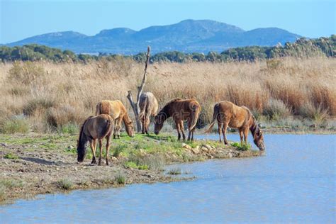 Herd of wild horses stock image. Image of peaceful, pasture - 183412649