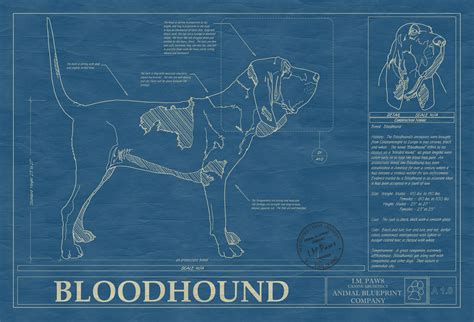 Bloodhound Dog Art Blueprint - Wall Art Poster | Animal Blueprint Company