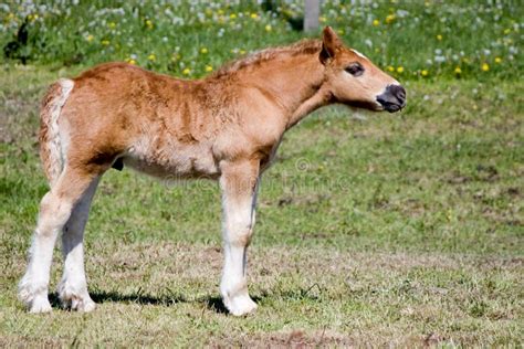 Newborn Horse Hooves Stock Photos - Free & Royalty-Free Stock Photos ...