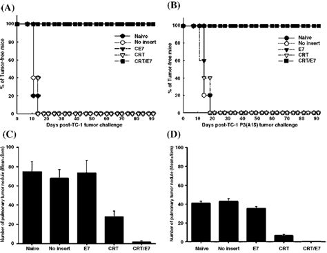 In Vivo Tumor Protection And Treatment Experiments Against Tc 1 Or Tc 1