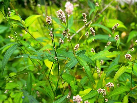 100 PINKWEED Smartweed Pink Knotweed Polygonum Wetland Flower Herb See