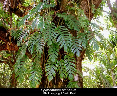 epipremnum pinnatum  engl epipremnum pinnatum exotic rainforest