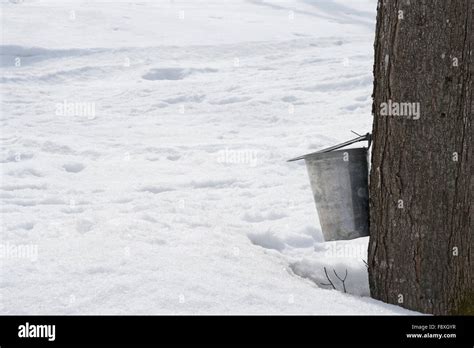 Pail For Collecting Maple Sap Attached To A Tree Stock Photo Alamy