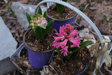 Flower Pot Garden Free Stock Photo - Public Domain Pictures