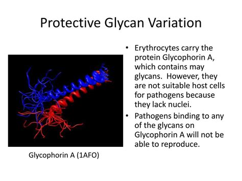 Ppt Evolution Of Glycan Diversity And Cellular Organization Of