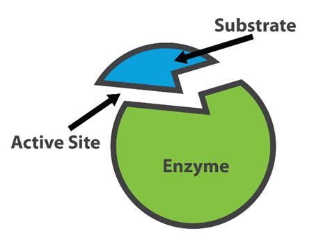 Aqa Enzymes Teaching Resources