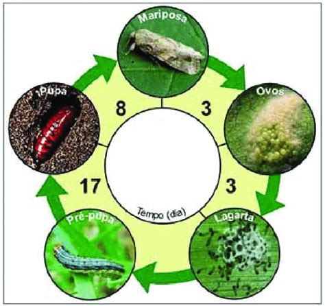 Ciclo De Vida Da Lagarta Militar Download Scientific Diagram