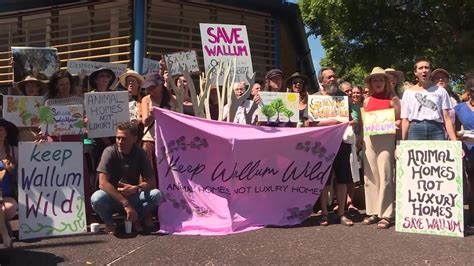 Save Wallum Advocates Protest Outside Byron Council Chambers NBN News