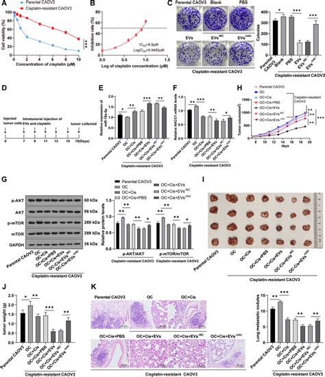 Hmsc Evs Enhanced Oc Cell Sensitivity To Chemotherapy Drugs By