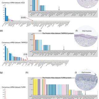 Relative MRNA And Protein Expression Levels Of ACE2 TMPRSS2 And FURIN