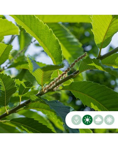 Castanea Sativa Doree De Lyon Tamme Kastanje De Batterijen