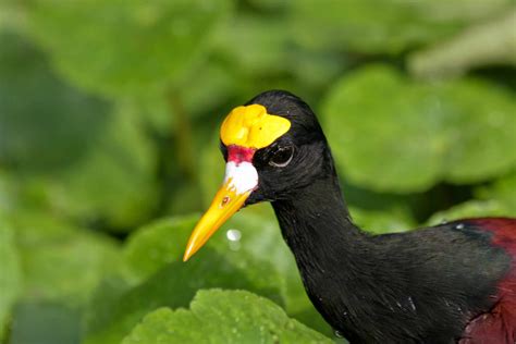 Northern Jacana Pictures Az Animals