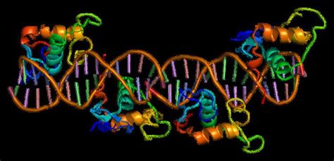 Retinoid X Receptor Alpha Alchetron The Free Social Encyclopedia