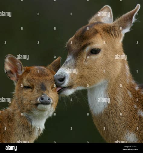 Axis Deer Mum & Fawn Cervus axis portrait Stock Photo - Alamy