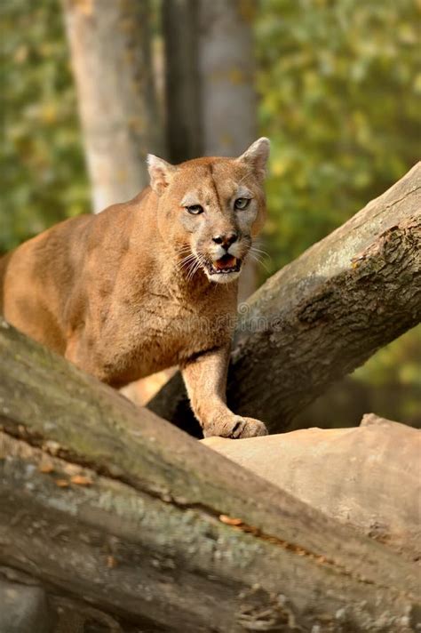 Cougar stock image. Image of american, grasslands, predators - 26897733