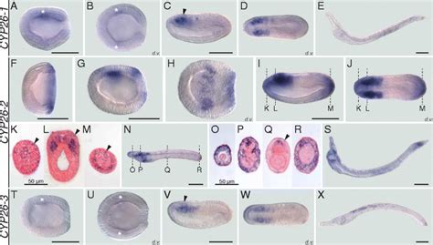 Developmental Expression Patterns Of Amphioxus Cyp26 Genes Whole Mount Download Scientific