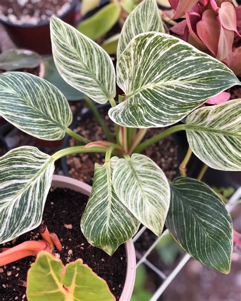 I’m sold on the Philo. Birkin. Its even better in person! : houseplants