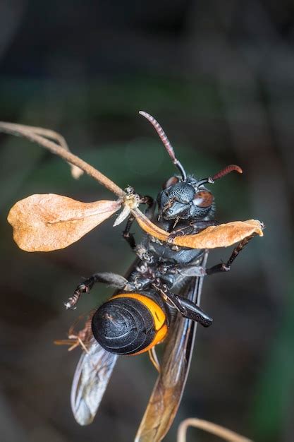 Premium Photo | Close shot of the black and orange hornet