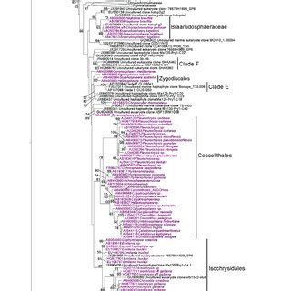 Fig S Maximum Likelihood Raxml Reference Tree Based On Nuclear