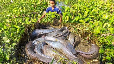 Unbelievable Fishing By Hand Amazing Boy Catching Lots Of Catfish In