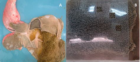 Figure From A Study Into The Identity Patterns Of Infection And