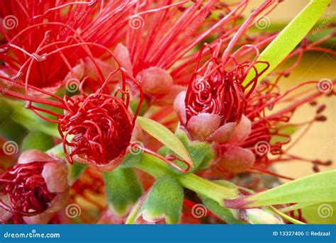 Close Up Of Bottlebrush Flower Stock Photo Image Of Brush Bush 13327406