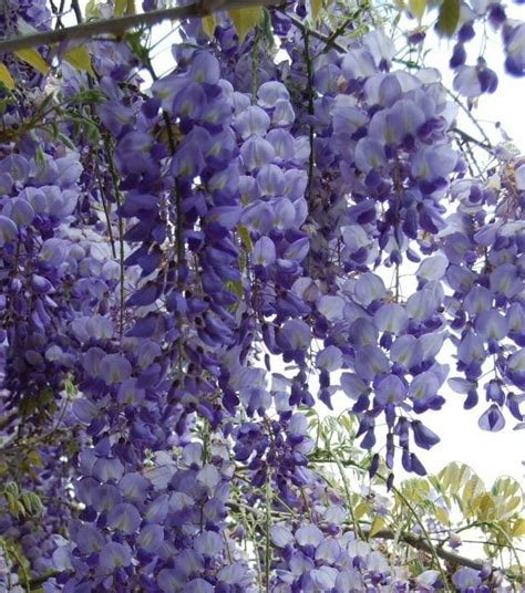 Wisteria Sinensis Purple Chinese Wisteria Hello Hello Plants