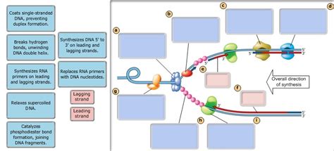 Solved The Diagram Below Shows A Bacterial Replication Fork