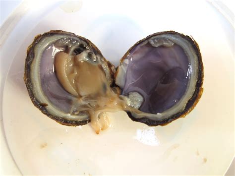 Clam Dissection Or Mussel Ingridscienceca