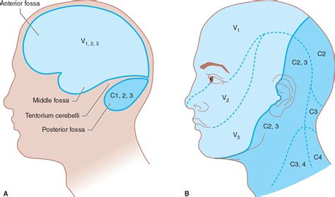 C2 Dermatome Map | Dermatome Map