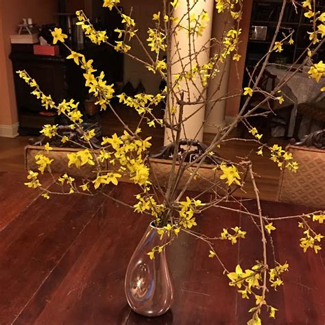 Simple Forsythia Arrangement: Bringing the Outside Inside | simple to wow