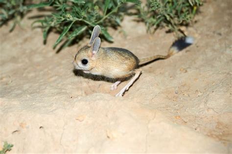 Jerbojaculus El Jerbo Es Un Animal De La Estepa Y Lleva Una Vida