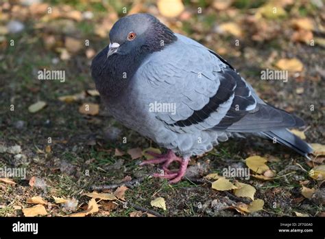 Pigeon chest puffed hi-res stock photography and images - Alamy