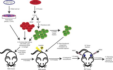 A Schematic Diagram Of The Modified Blt Humanized Mouse Model A