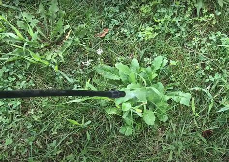 How To Compost Grass Clippings Gardenprofy