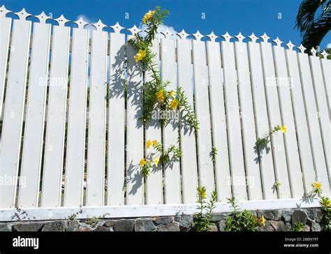 Yellow flowers growing through white fence in Charlotte Amalie town on ...