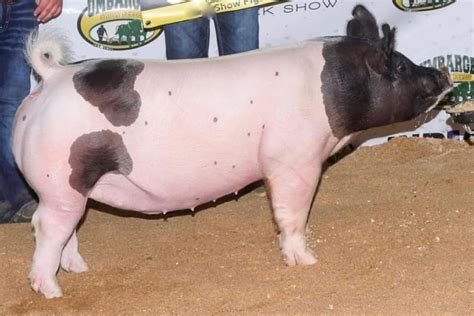 2023 Judging Contest Class 10 Crossbred Breeding Gilts The Pig Planet