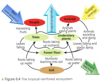 Tropical Rainforests Flashcards Quizlet