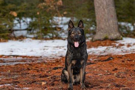 Unmatched Protection Trained German Shepherds Protection Dogs