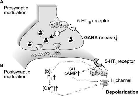 Figure From Modulatory Effects Of Serotonin On Gabaergic Synaptic