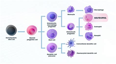 Neutrophils: Neutrophil Function, Origin and Related Conditions ...