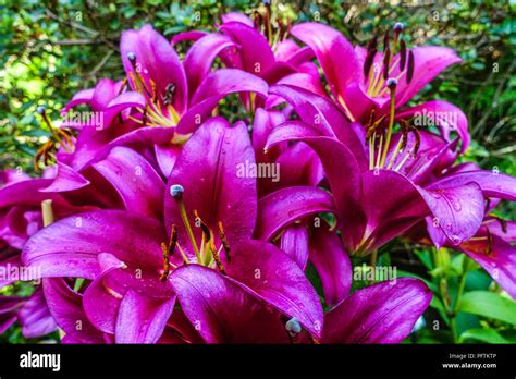 Лилия Редфорд Фото И Описание – Telegraph