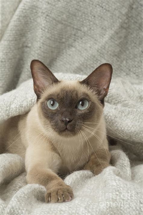 Burmese Cat Vs Siamese Cat - British Shorthair